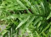 image of Microsorum grossum