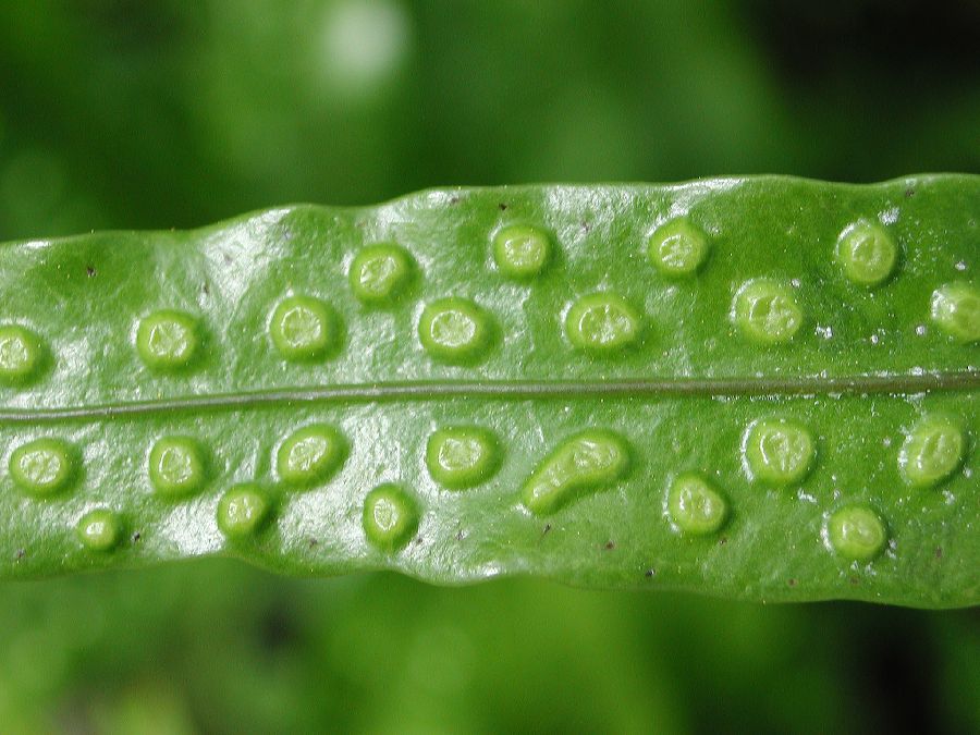 Polypodiaceae Microsorum grossum