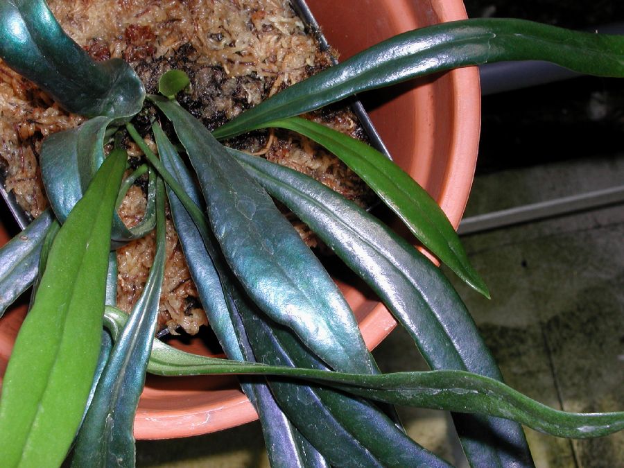 Polypodiaceae Microsorum thailandicum