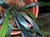 image of Microsorum thailandicum