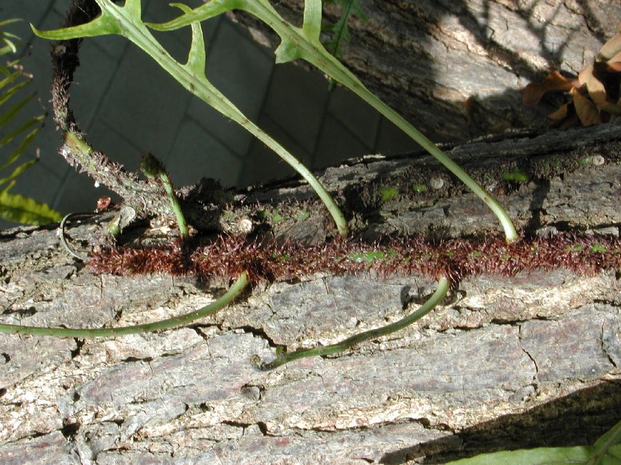 Polypodiaceae Microsorum scandens