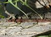 image of Microsorum scandens