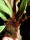 image of Niphidium nidulare
