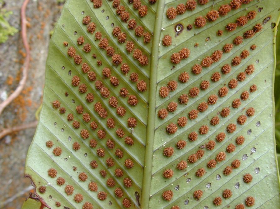 Polypodiaceae Niphidium crassifolium