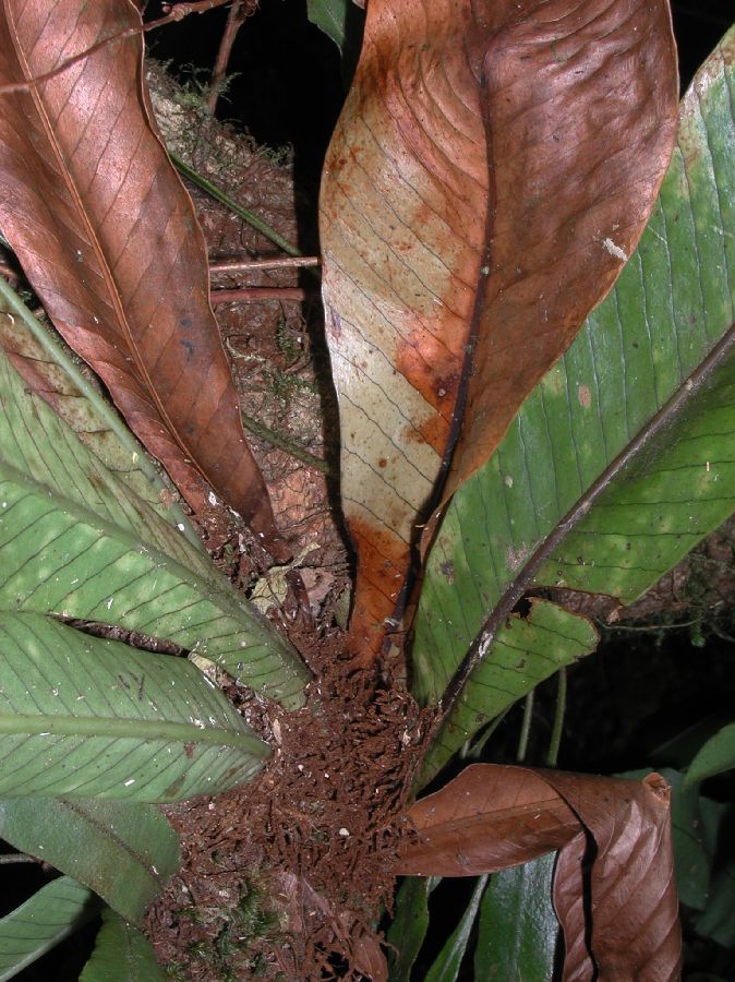 Polypodiaceae Niphidium nidulare
