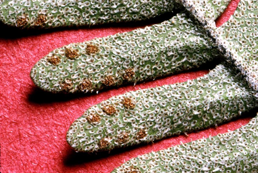 Polypodiaceae Pleopeltis michauxiana 