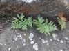 image of Polypodium californicum