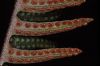 image of Pleopeltis myriolepis