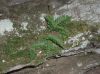 image of Polypodium virginianum