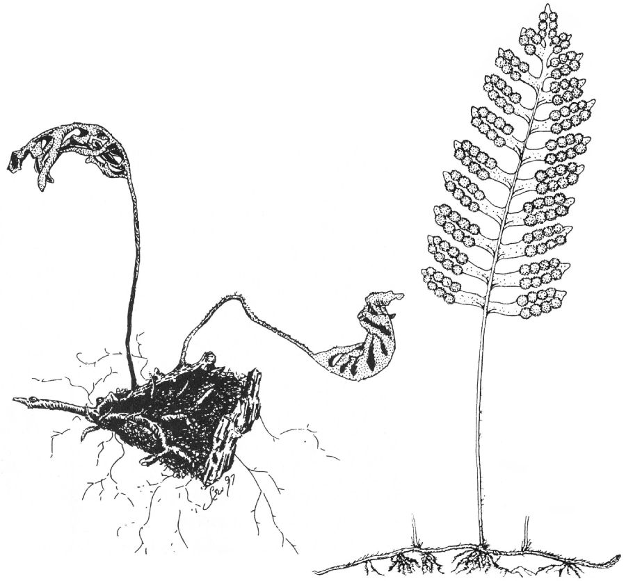 Polypodiaceae Pleopeltis michauxiana