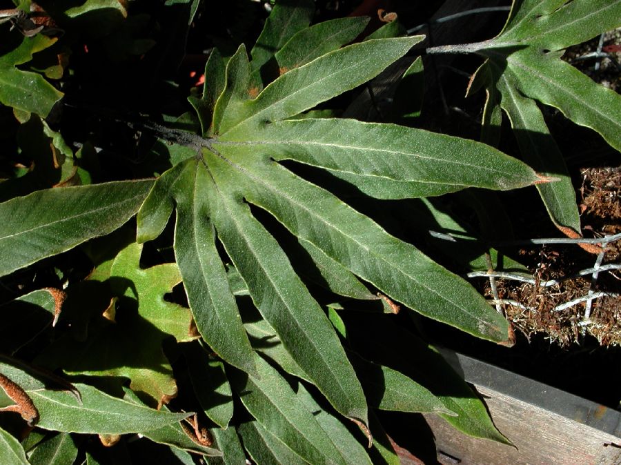 Polypodiaceae Pyrrosia polydactyla