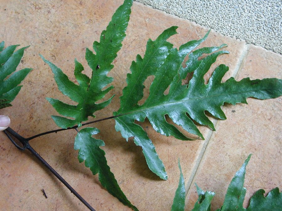 Tectariaceae Tectaria athyrioides