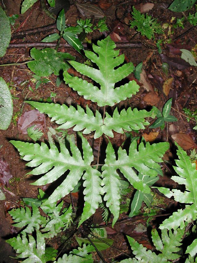 Tectariaceae Tectaria athyrioides
