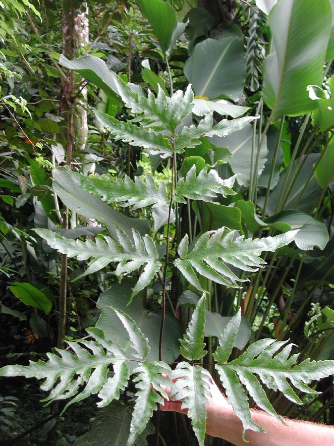Tectariaceae Tectaria athyrioides