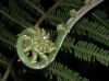 image of Amauropelta thomsonii