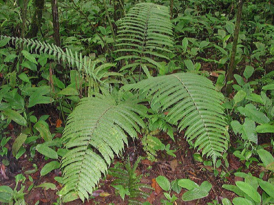 Thelypteridaceae Steiropteris decussata
