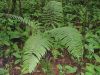 image of Steiropteris decussata