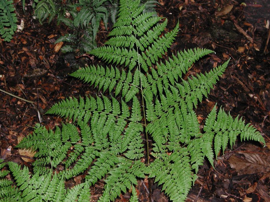 Dryopteridaceae Arachniodes miqueliana