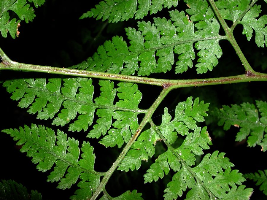 Dryopteridaceae Arachniodes miqueliana