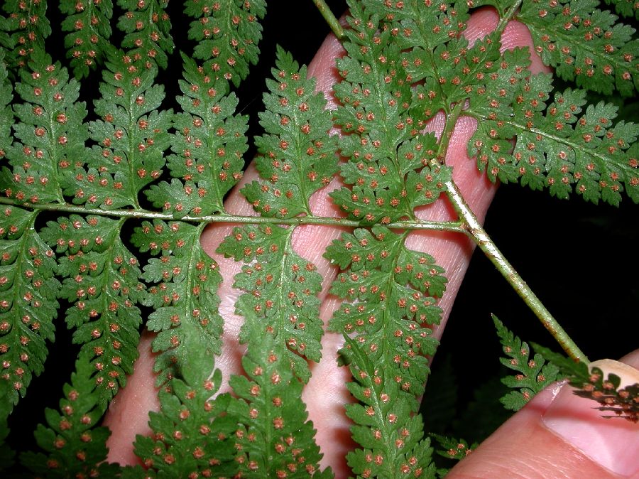 Dryopteridaceae Arachniodes miqueliana