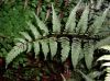 image of Anisocampium niponicum