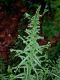image of Athyrium filix-femina