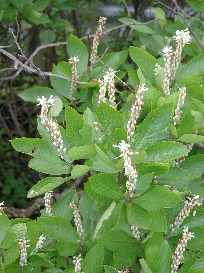 Clethraceae Clethra acuminata