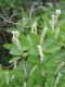 image of Clethra acuminata