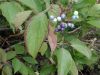 image of Cornus amomum