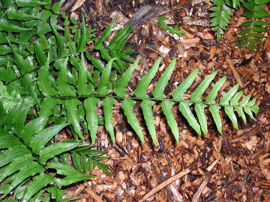 Dryopteridaceae Cyrtomium fortunei