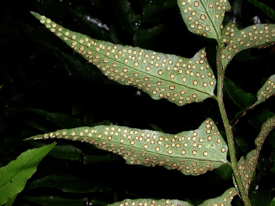 Dryopteridaceae Cyrtomium fortunei