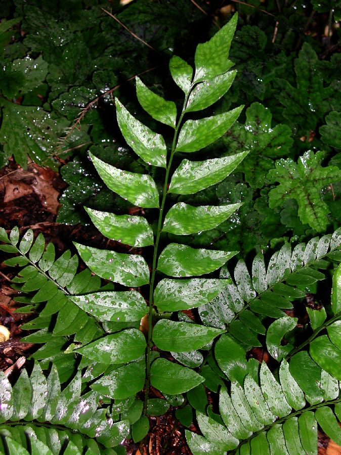 Dryopteridaceae Cyrtomium fortunei