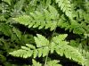 image of Cystopteris tennesseensis