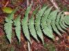image of Dryopteris marginalis