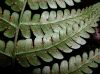 image of Dryopteris marginalis