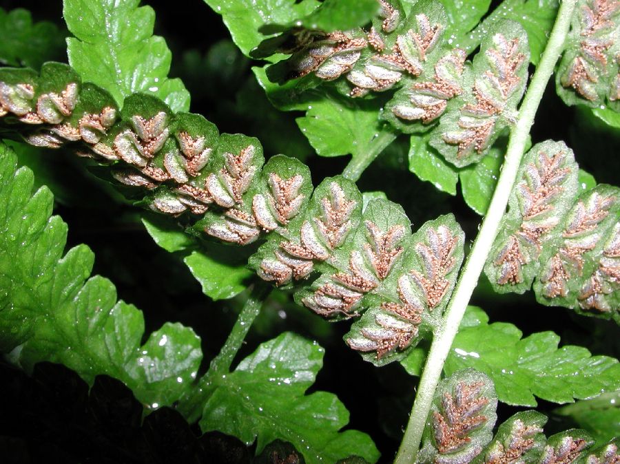 Athyriaceae Deparia petersenii