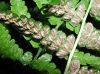 image of Deparia petersenii