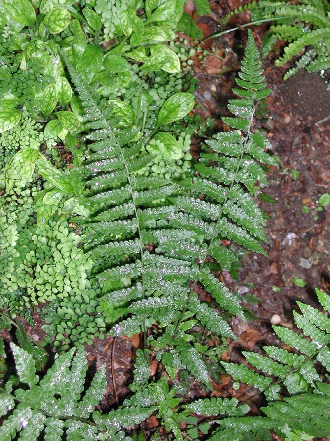 Athyriaceae Deparia petersenii