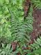 image of Deparia petersenii