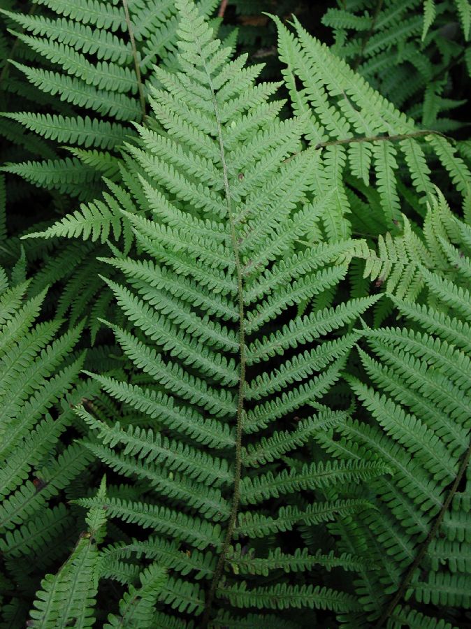 Athyriaceae Deparia acrostichoides