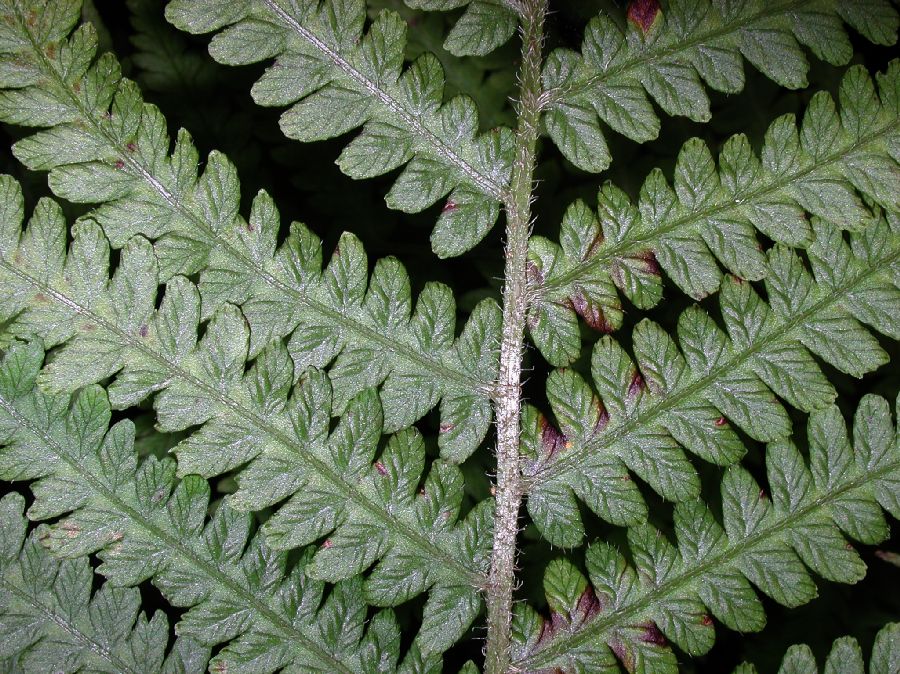 Athyriaceae Deparia acrostichoides