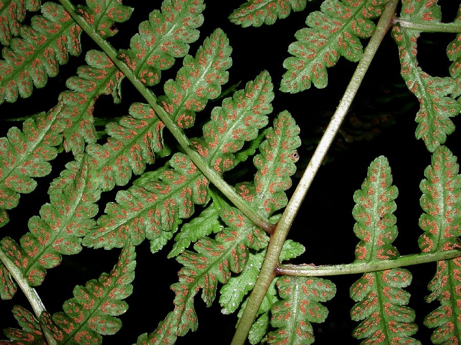 Athyriaceae Diplazium squamigerum
