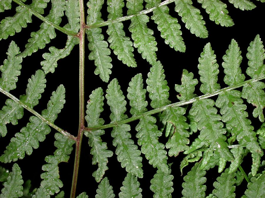 Athyriaceae Diplazium squamigerum