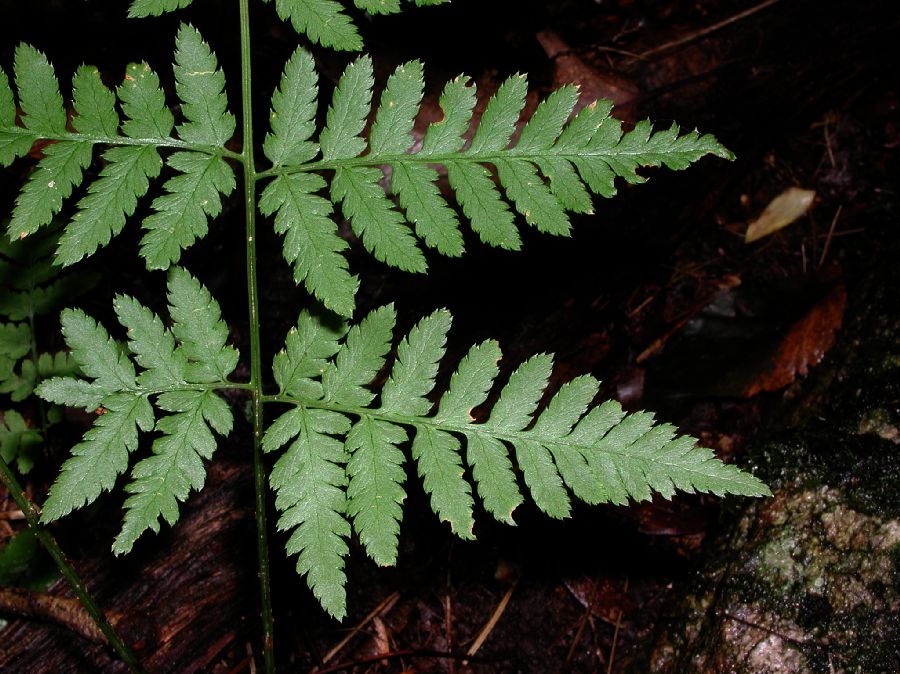 Dryopteridaceae Dryopteris carthusiana