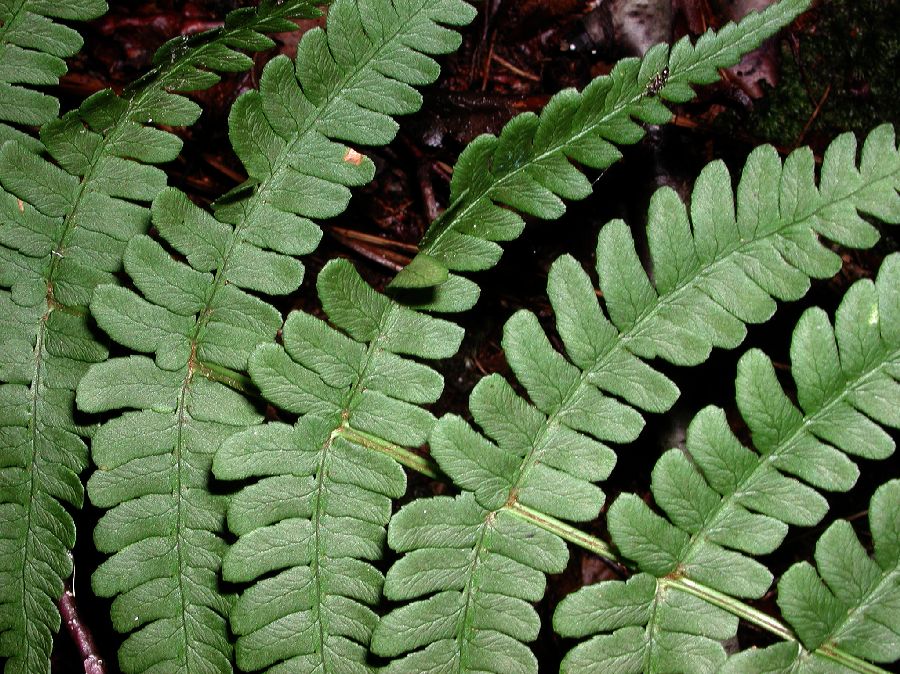 Dryopteridaceae Dryopteris marginalis