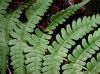 image of Dryopteris marginalis