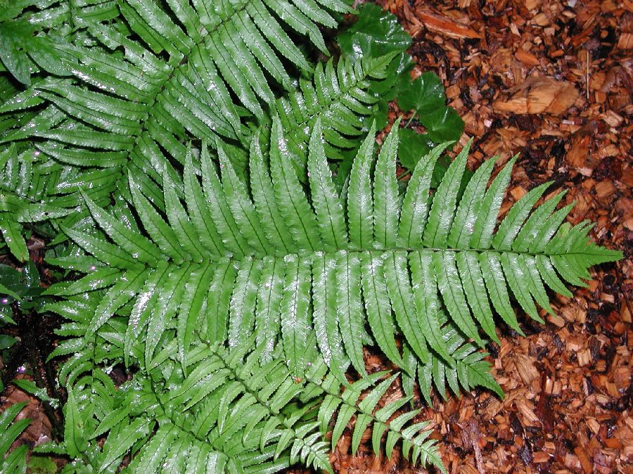 Dryopteridaceae Dryopteris cycadina