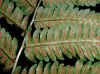 image of Dryopteris goldiana