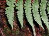 image of Dryopteris marginalis