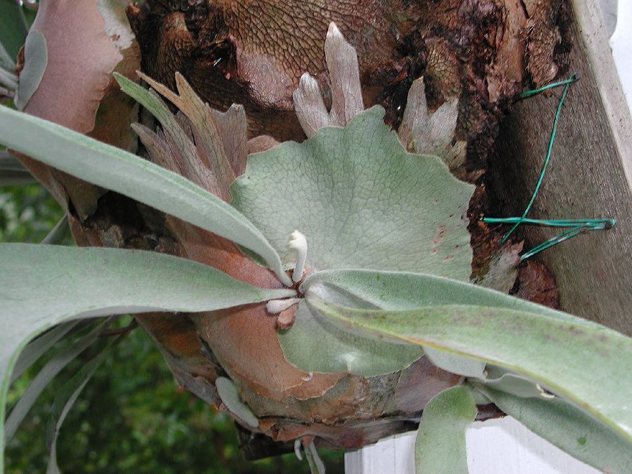 Polypodiaceae Platycerium bifurcatum